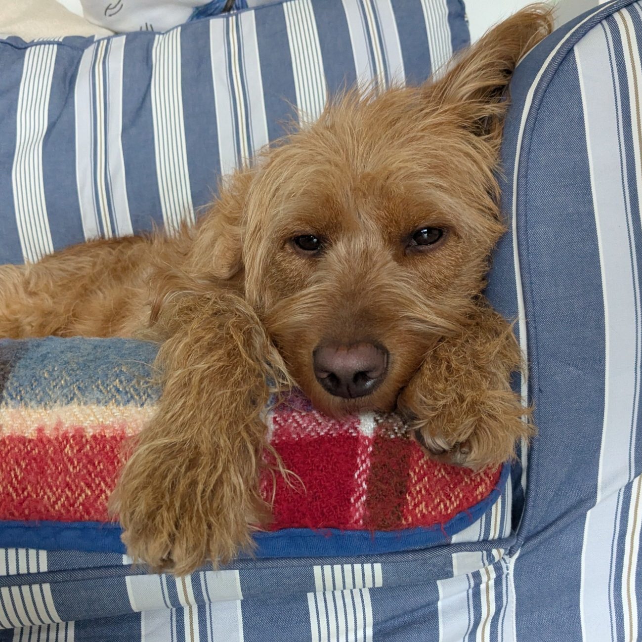 Hund liegt auf dem Sofa