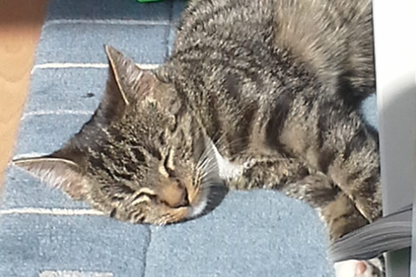 Katze schläft entspannt in der Sonne