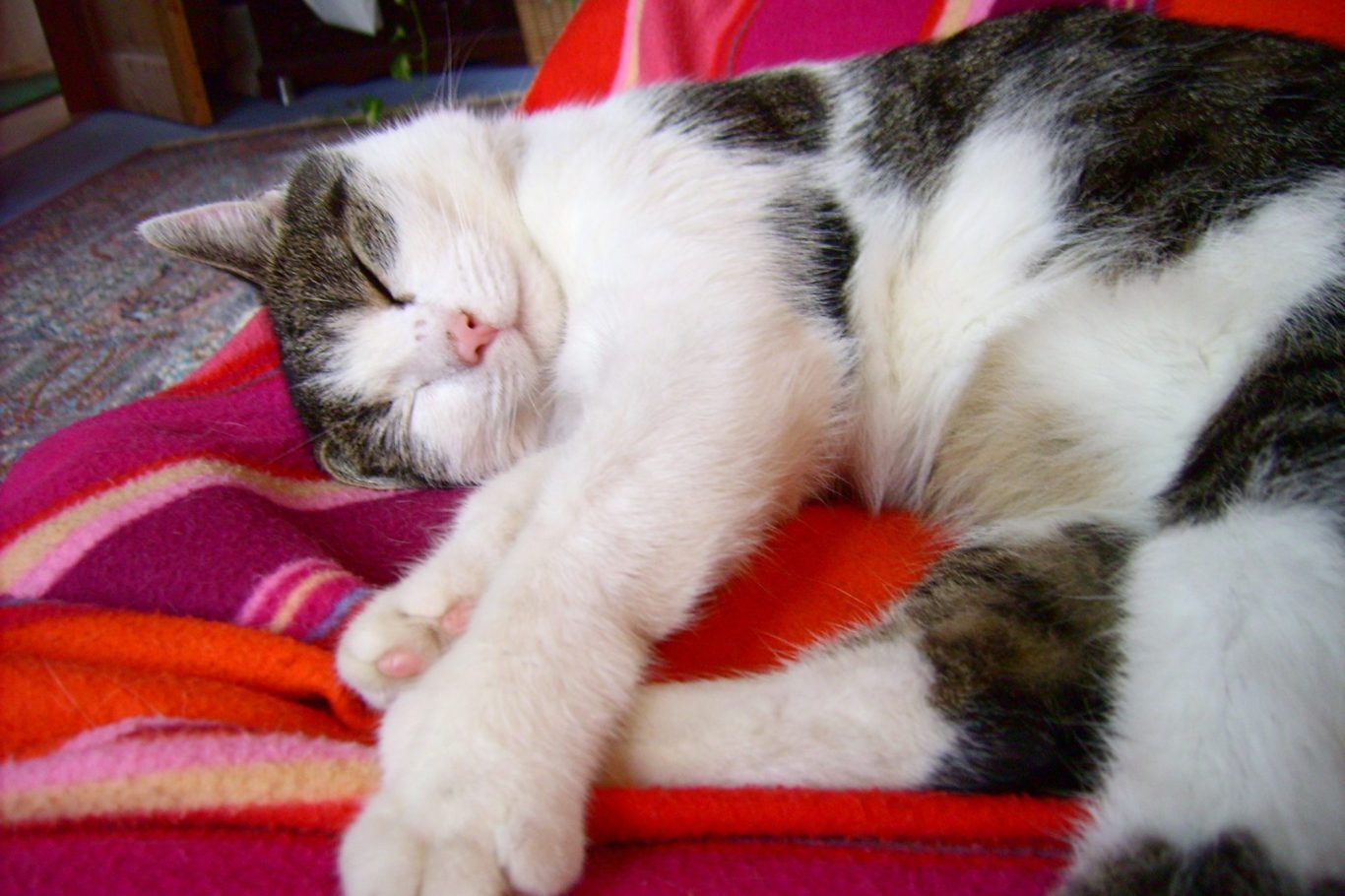 Katze schläft entspannt auf Sofa